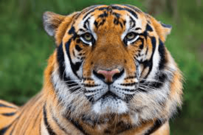 4.Tiger-example-alt-text-image-seo - Blog Tyrant A serious orange and black striped tiger staring at the wild animal photographer's camera